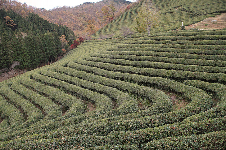 Korea, čaj, plantáž, boseong
