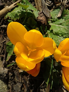 Crocus, Pavasaris, zieds, Bloom, pavasara ziedu, dzeltena, gada pavasarī crocus