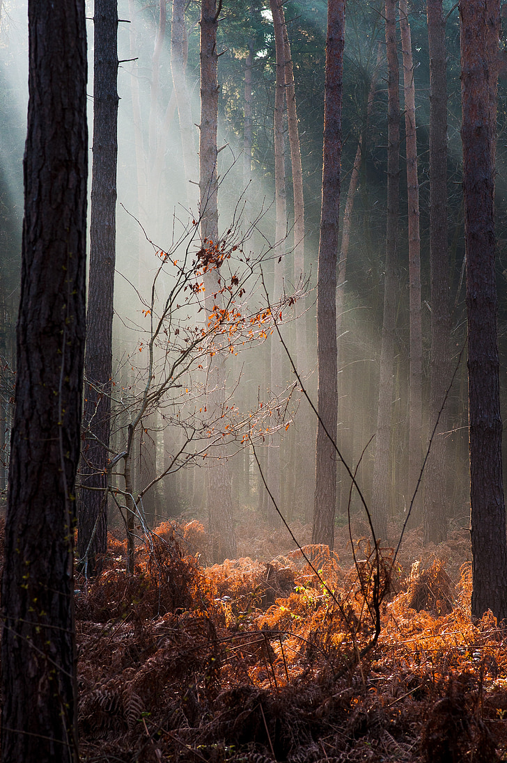 Forest, lumière, automne, fermer, morgenstimmung, nature, Dim
