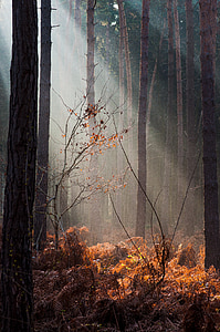 Les, světlo, podzim, Zavřít, morgenstimmung, Příroda, slunce