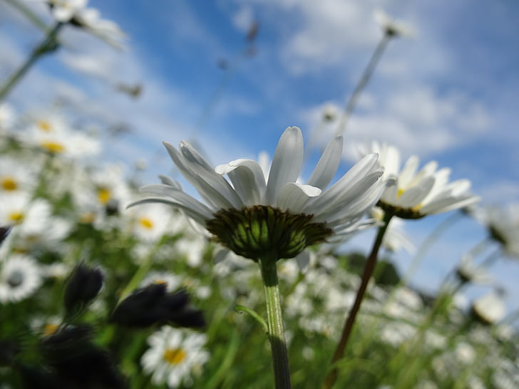 Daisy, cahaya, padang rumput, musim panas, bunga, bunga Padang rumput, rumput musim panas