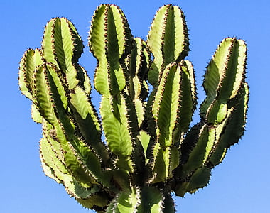 Kypros, Ayia napa, Kaktuspuisto, Cactus, piikkejä, kasvi