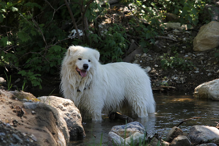 hund, samojed, vit, i floden, outdoores, djur, Husdjur