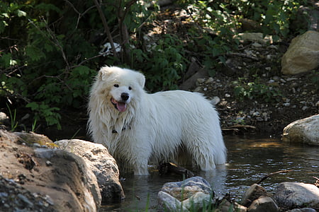 pes, samojed, bílá, v řece, outdoores, zvíře, Domácí zvířata