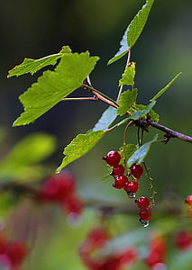 currant, red currant, berry, macro, nutrition, vitamin, food
