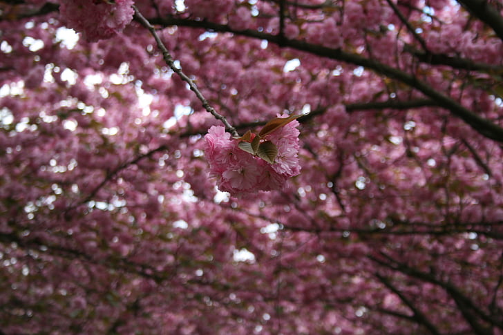 třešeň, okrasná třešeň, třešňový květ, kapky vody na listech, květ, Bloom, jaro