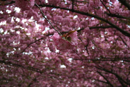 třešeň, okrasná třešeň, třešňový květ, kapky vody na listech, květ, Bloom, jaro