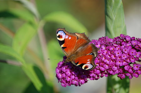 Motyl, kwiat, owad, Natura, wiosna, historie dzieci, Motyl Kwiat