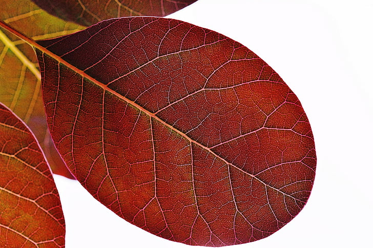 leaf, plant, nature, red, background