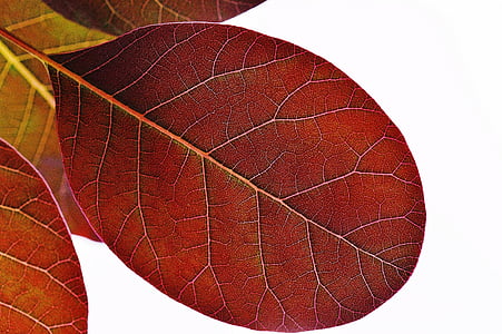 Leaf, augu, daba, sarkana, fons