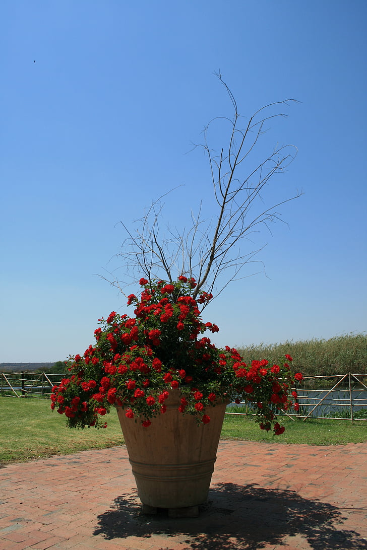 pot, large, tall, bush, rose, red, branches