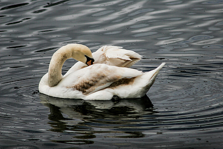 swan, lake, swimming, bird, nature, water, wildlife