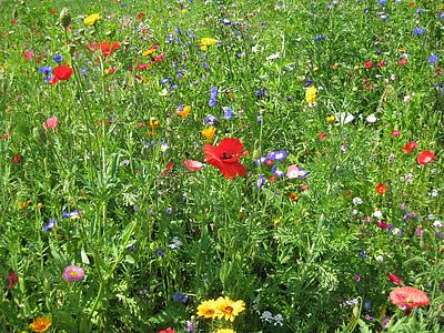 kesällä, kukka, kukat, niitty, Puutarha, unikko, värikäs