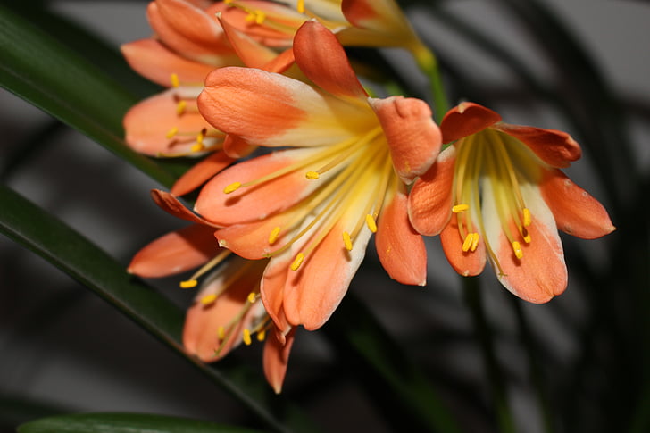 λουλούδι, πορτοκαλί, μακροεντολή