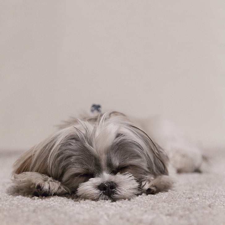 σκύλος, στον ύπνο, shih tzu, κατοικίδιο ζώο, κυνικός, ζώο, Χαριτωμένο