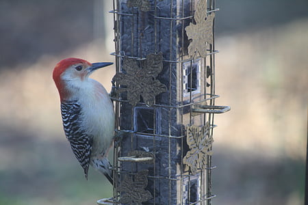 bird, bird feeder, woodpecker, nature, animal