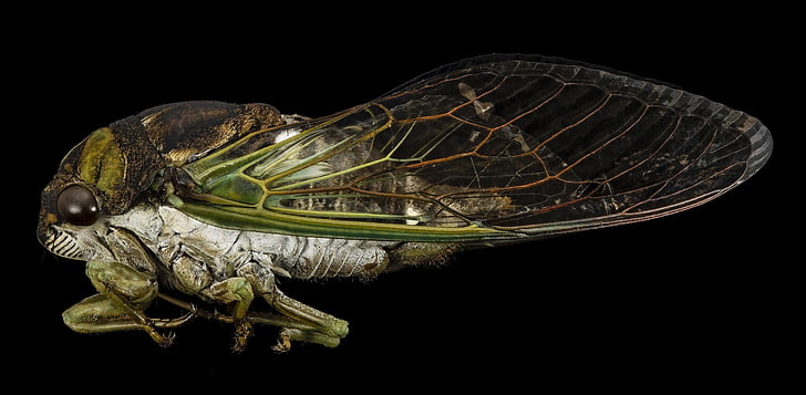 cicada, insect, macro, profile, dryfly, wildlife, nature