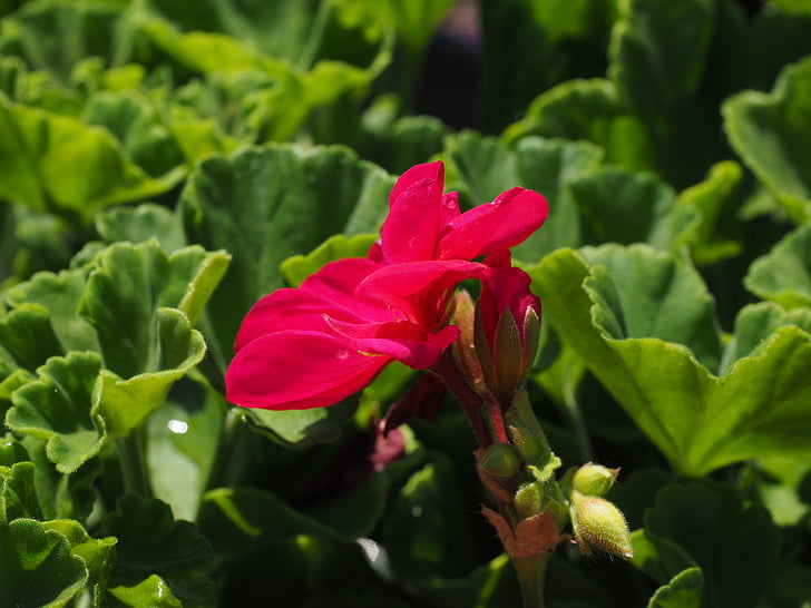 Geranio, flor, floración, rojo, Bud, plantas de balcón, planta ornamental