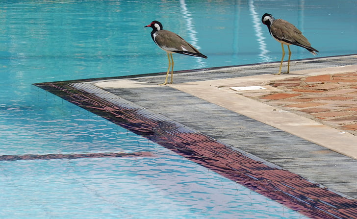 paukštis, vandens, mėlyna, paukščiai, prieš porą, baseinas