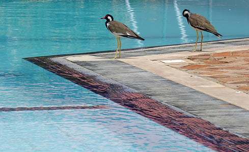 oiseau, eau, bleu, oiseaux, un couple de, piscine
