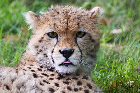 leopard, grass, young, cheetah, animal, spots, fur