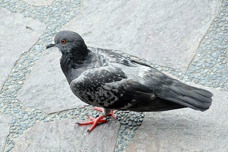 pigeon, bird, park, nature, grey, dove, wildlife