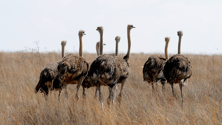 Sydafrika, Struts fågel, naturfotografering, kör, vilda djur, Safari djur, Struts