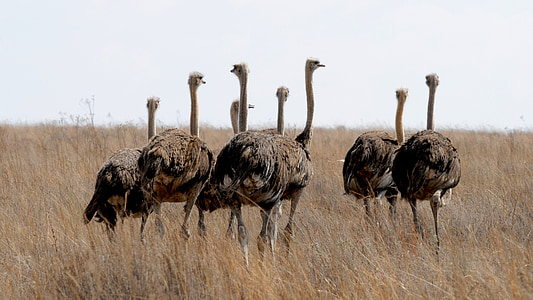 Zuid-Afrika, struisvogel vogel, wildlife fotografie, uitvoeren, dieren in het wild, Safari dieren, struisvogel