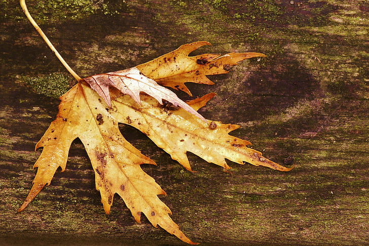 jeseni, narave, gozd, listi, padec barve, barve, rdeči listi