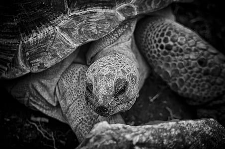 Tortue, Tortue, animal, nature, reptile, île, Philippines