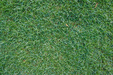 o gramado, grama, te do Japão, planos de fundo, natureza, padrão, cor verde