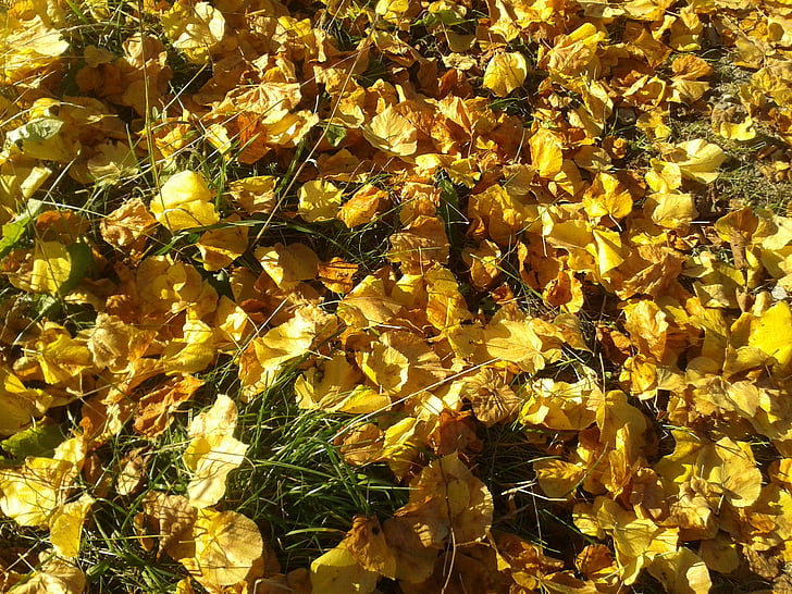 jesen, lišće, Sunčeva svjetlost, Sezona, boje jeseni, livada, ostalo