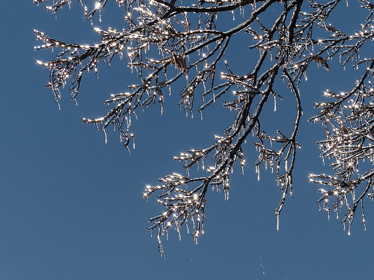 icicles, chi nhánh, băng, cây, đông lạnh, ánh sáng, mặt trời