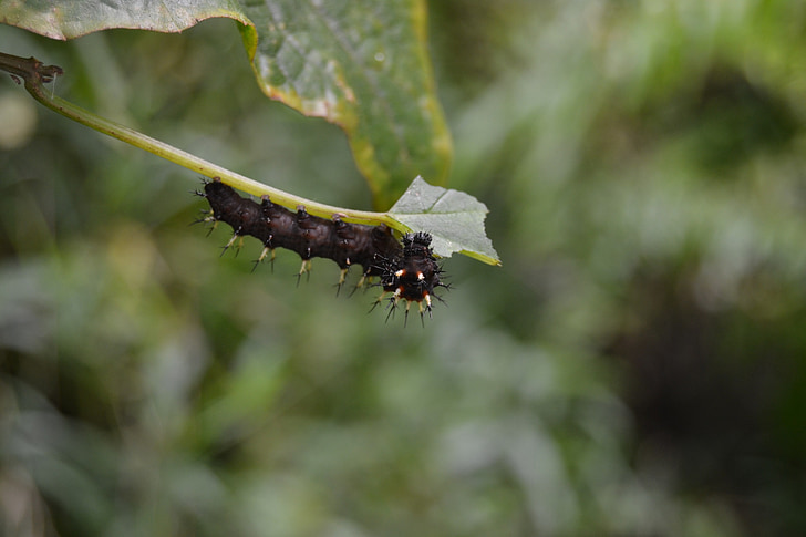 zwarte caterpillar, nachtvlinder, insect