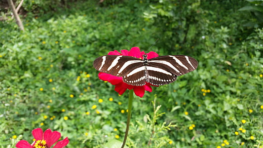 bướm, Hoa, côn trùng, mùa xuân, một trong những động vật, chủ đề động vật, tăng trưởng