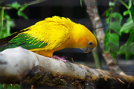 golden conure, parrot, queen of bavaria conure, pair, bird, yellow, green