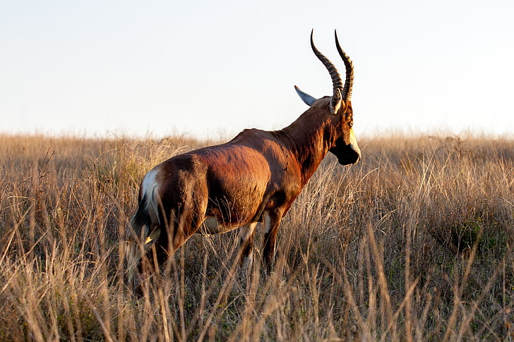 Gazelle, Afrikaanse, dier, dieren in het wild, zonsondergang, Prairie, widlife