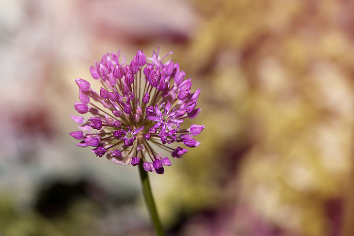 ball leek, ornamental onion, plant, nature, flower, close, violet