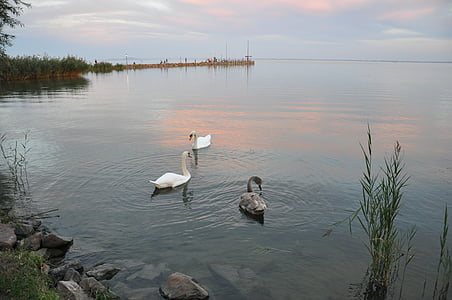 hladina vody, jezero balaton, podzim