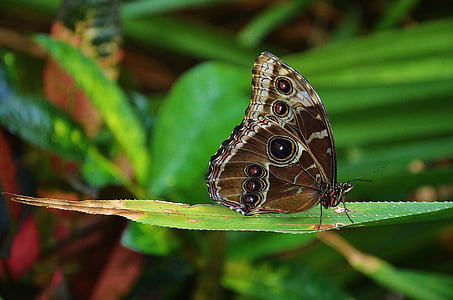 morpho, peleides, butterfly, butterflies, insect, nature, butterfly - Insect
