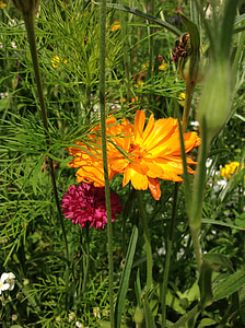 blommor, trädgård, våren, sommar, färg, Orange