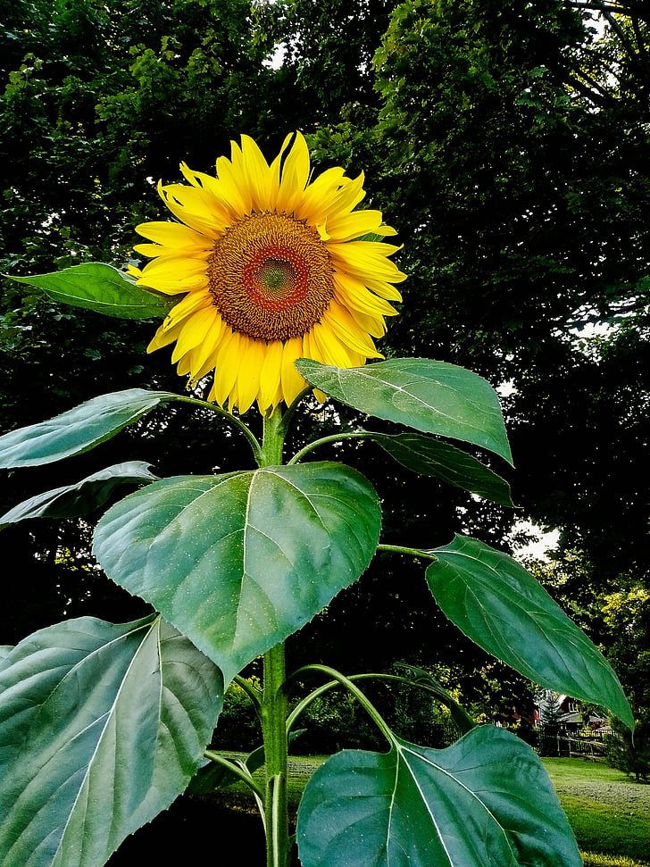 bunga matahari, alam, bunga, kuning