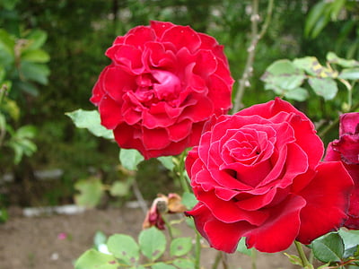 Rosa, schwarzer Prinz, Hintergrund