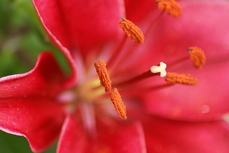 blomster, makro, pollenbærere, Lily