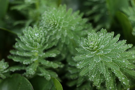 plant, dew, water drops, morning, natural