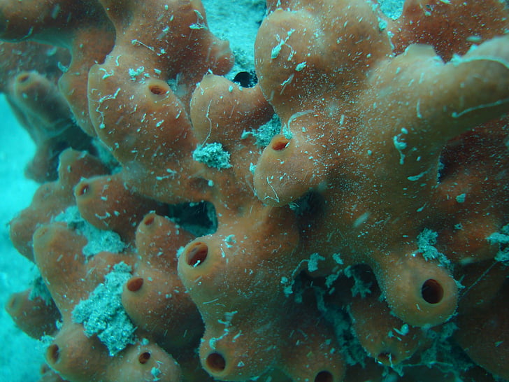coral reef, anemona, diving, underwater, ocean, mar