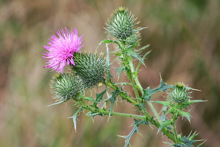 nature, field, meadow, plant, carduus acanthoides, thistle, weed