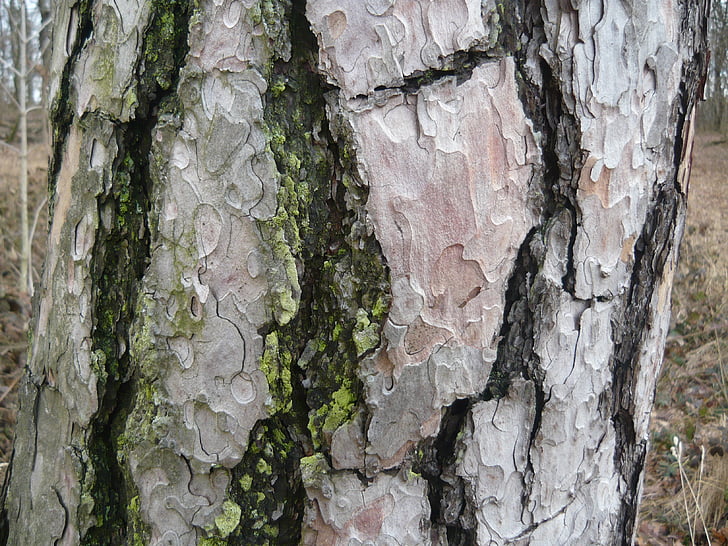 træstamme, Moss, bark, krakket, natur, skov, Barken af træet