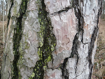 trunchi de copac, Moss, scoarţă de copac, de cracare, natura, pădure, scoarta de copac