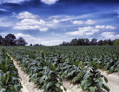 Severná Karolína, farma, vidieka, tabak, pole, stromy, poľnohospodárstvo
